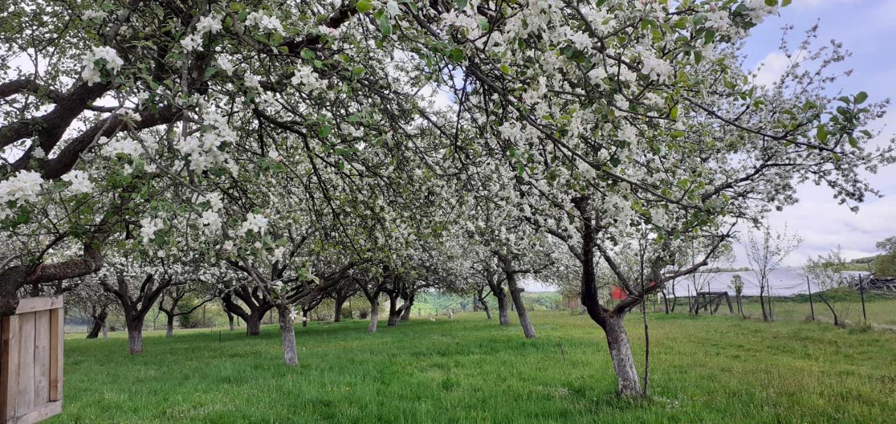 Pensiunea Agroturistica Ica Valea Drăganului Buitenkant foto