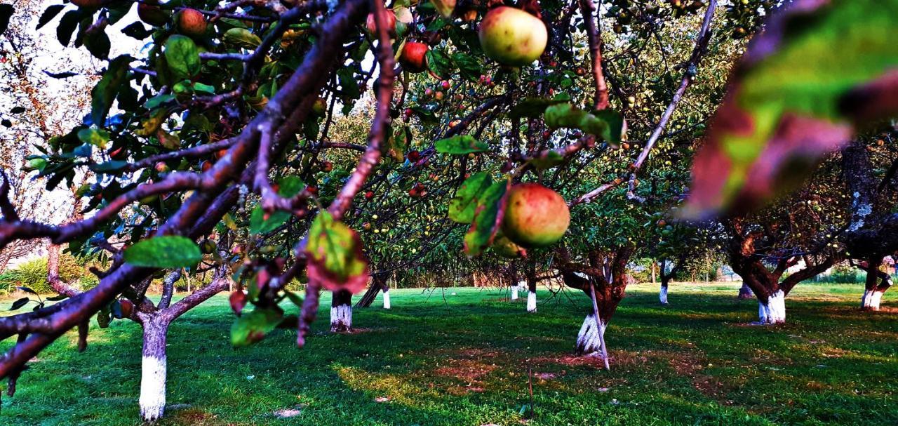 Pensiunea Agroturistica Ica Valea Drăganului Buitenkant foto