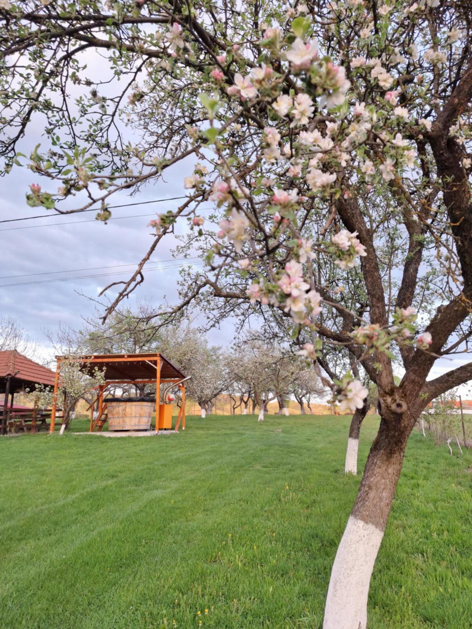 Pensiunea Agroturistica Ica Valea Drăganului Buitenkant foto