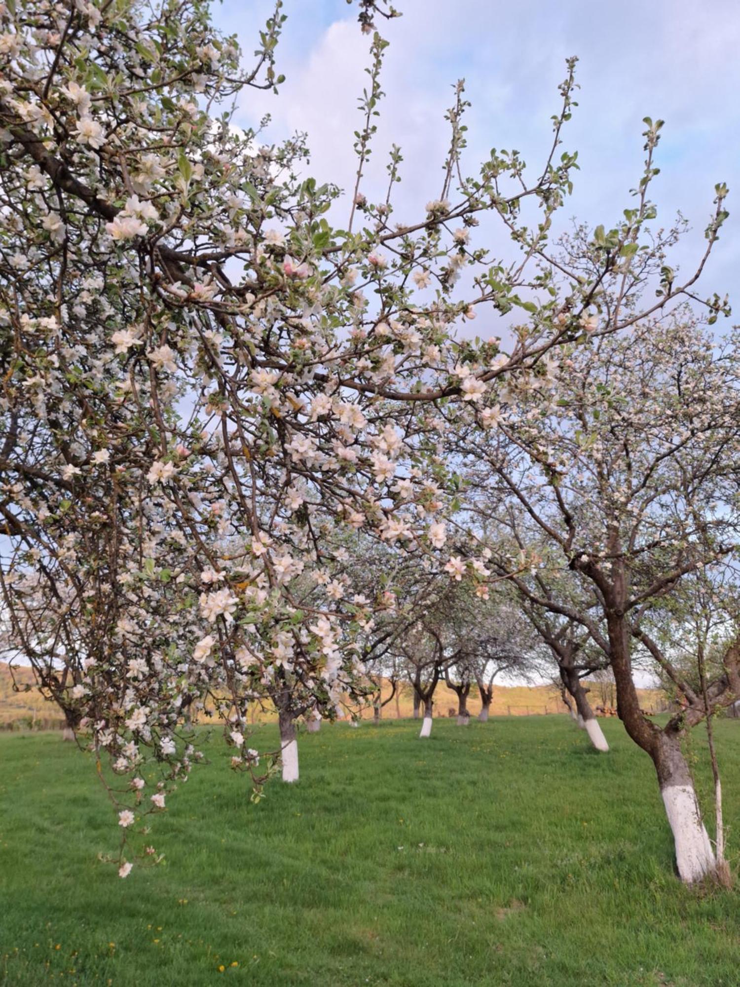 Pensiunea Agroturistica Ica Valea Drăganului Buitenkant foto
