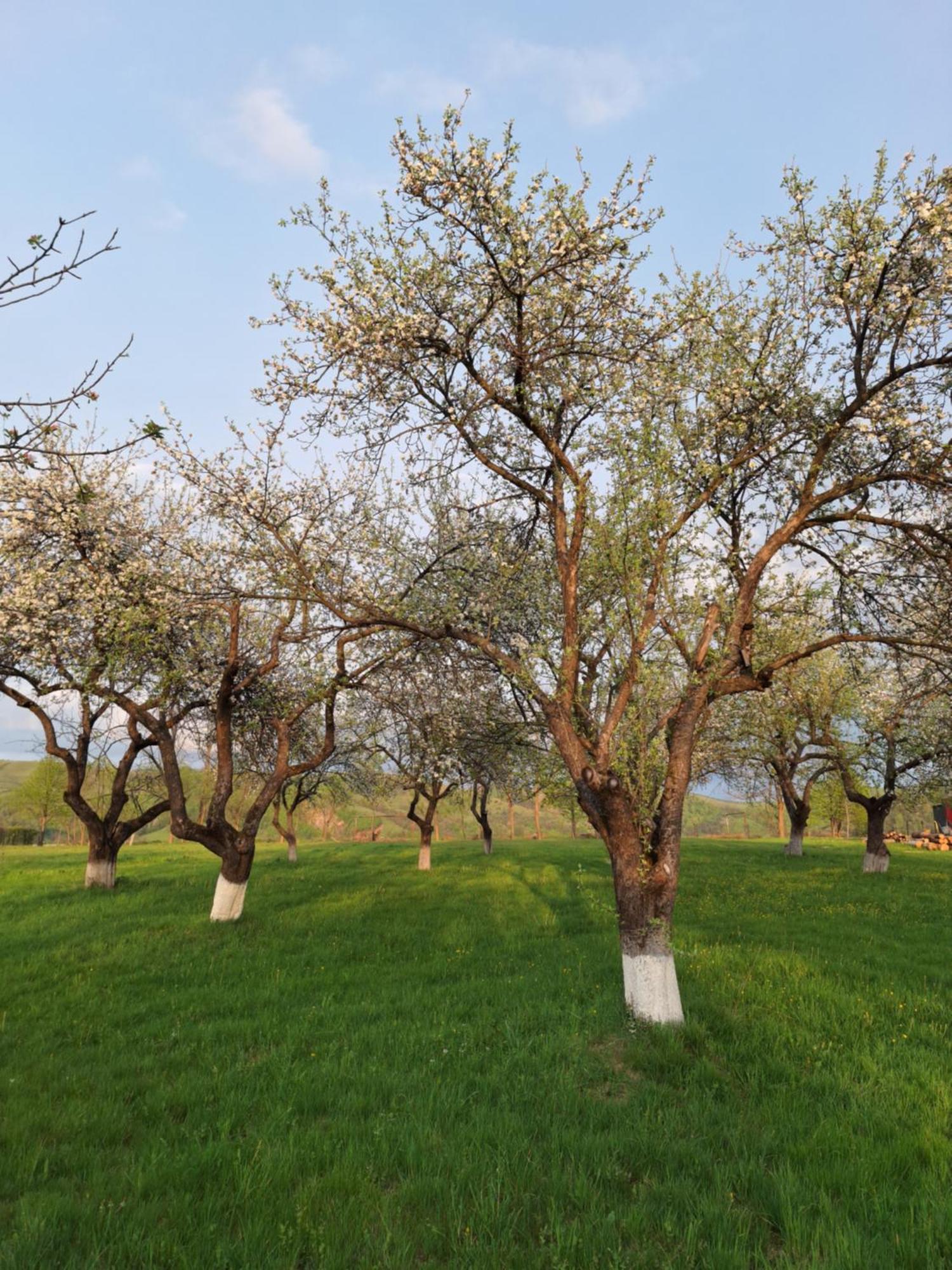 Pensiunea Agroturistica Ica Valea Drăganului Buitenkant foto